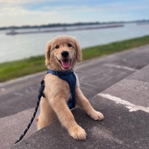 goldenpup_luka_