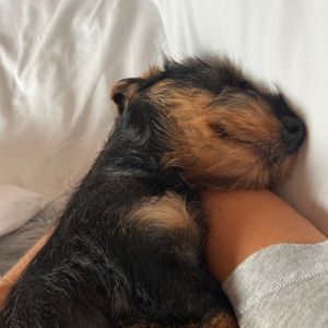 zothedog