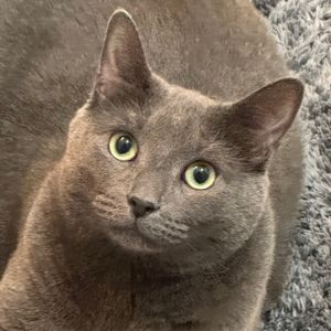 hellobootsthecat