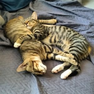 tico_teco_felines