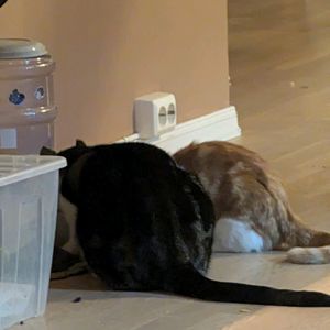 oskar_and_mango