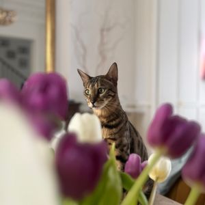 lilou