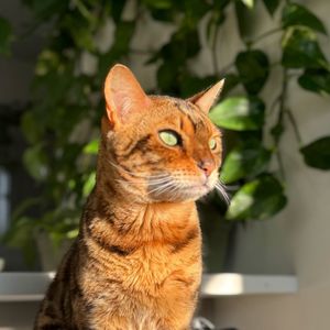 whiskersandnatali