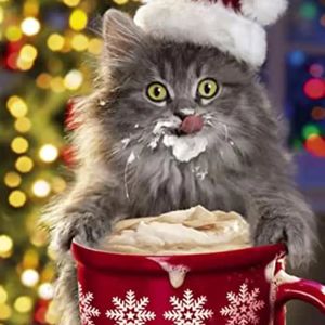 neo_a_cat_667