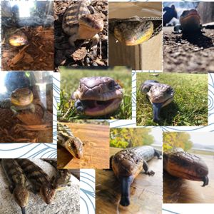 gottalottablueys