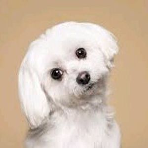 ollie_the