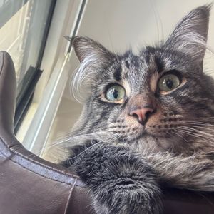 ruru