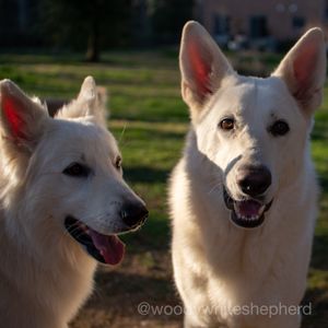 twodogs