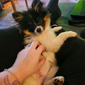 dogmother85