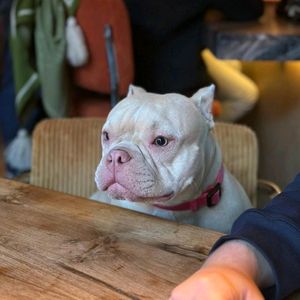 abundant_dog1203
