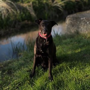 daisyloving_biscuits