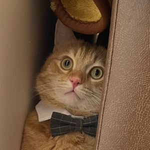 leo_the_ginger_cat