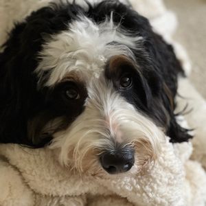 Cooper