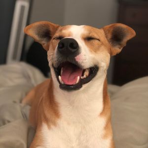 bobojangles