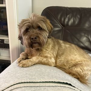 jessie_pup