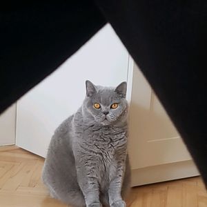 scully