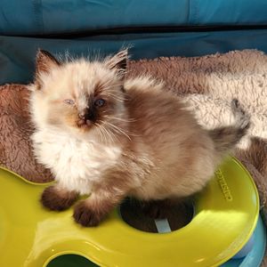 adoptable_felines
