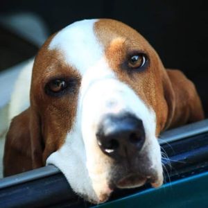 warner_pet_