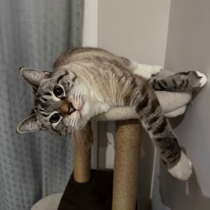 Ares