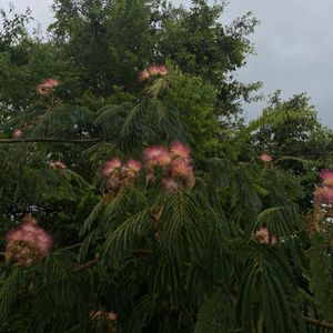 vrlsanchex