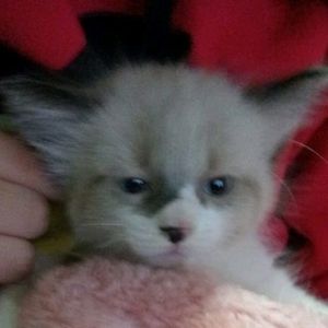 lua_sn