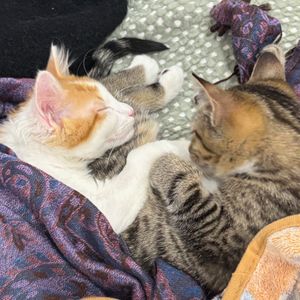 Muni