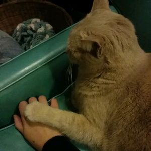 carrieluvscats