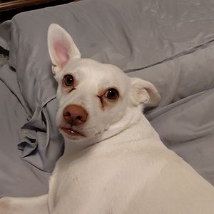 pristine_sphynx1361