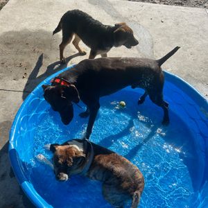 yourdogsfavefreind
