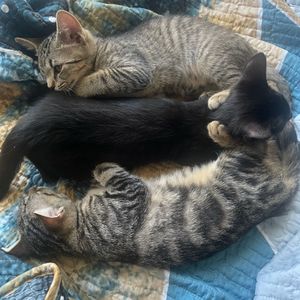 athys_cat_lounge