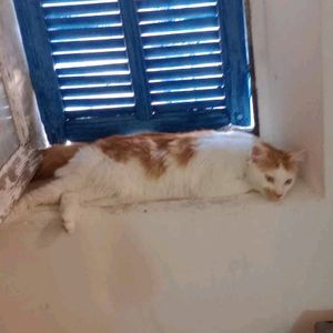jumpy_bull1676
