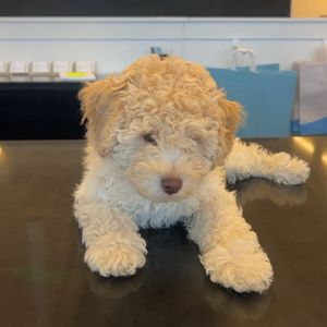 ominous_dog1323