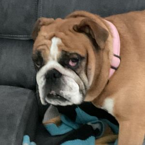 remi_trixie