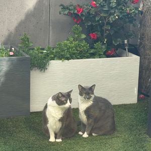 radiant_cat1265