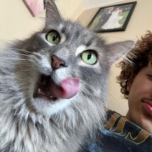 donnovan