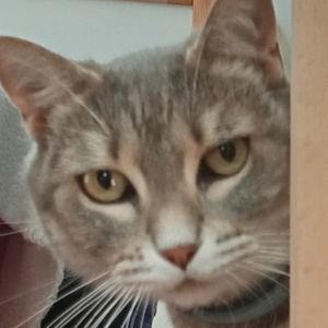 angry_cat