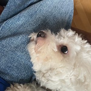 Millie